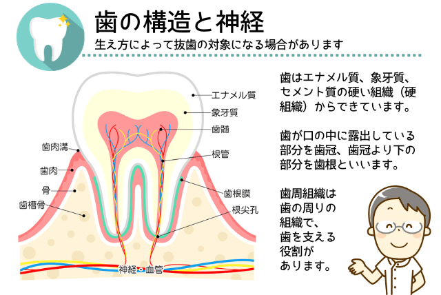 歯の構造と神経
